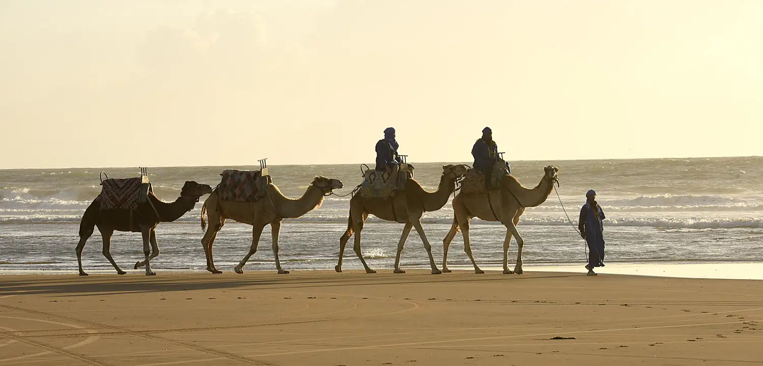 Balade dromadaire Essaouira